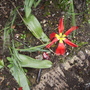 _blam_tulipopenshenstonefrontloungeborder19