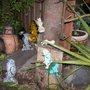 fairies