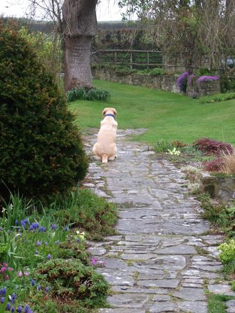 Henry on guard duty!
