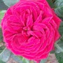 My new patio Rose (Rosa)