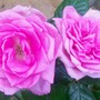 my little pink patio rose (Rosa)