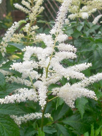 astilbe3.jpg (Astilbe)