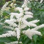Astilbe3