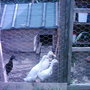 Indian Runner ducks (Duckums Pennus)