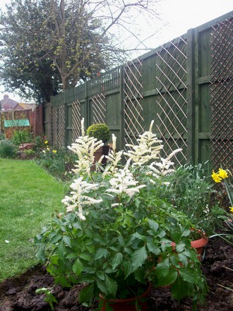 astilbe2.jpg (Astilbe)