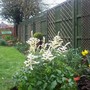 Astilbe2