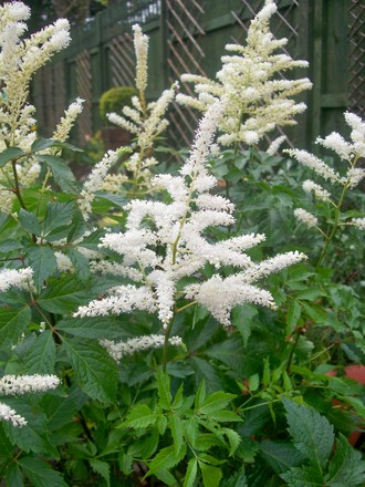 astilbe1.jpg (Astilbe)