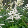 Astilbe1