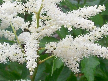 astilbe4.jpg (Astilbe)
