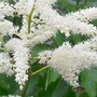 Astilbe4