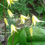 Dog's-Tooth Violets 'Pagoda' - April 2008 (Erythronium 'Pagoda')