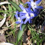 Glory of the Snow (Chionodoxa luciliae (Glory of the snow))