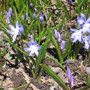 Glory of the Snow (Chionodoxa luciliae (Glory of the snow))