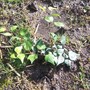 Natasha English Ivy