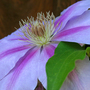 _TEXAS_024.CLEMATIS