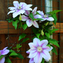 _TEXAS_023.CLEMATIS