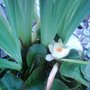 Waterlily. (Nuphar lutea )