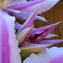 _TEXAS_025.CLEMATIS