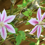 _TEXAS_027.CLEMATIS