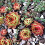 Sempervivum (Sempervivum)