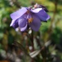 Polemonium 'Bressingham Purple' (Polemonium 'Bressingham Purple')