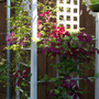 _TEXAS_028.CLEMATIS