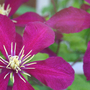 _TEXAS_029.CLEMATIS