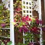 _TEXAS_030.CLEMATIS