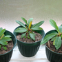 _TEXAS_031.EUPHORBIA MILLII