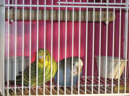 Hello Folks...meet George and Gracie!