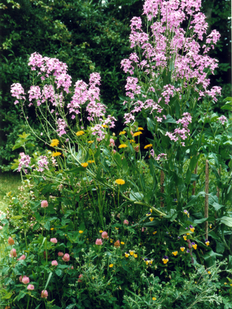 Wild flower bed