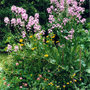 Wild flower bed