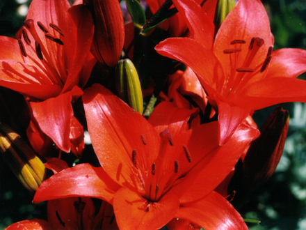 Lilies