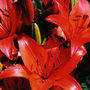 Lilies