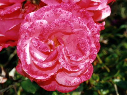 Rose Pink Perpetue ageing (Rosa 'Pink Perpetue')