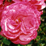 Rose Pink Perpetue ageing (Rosa 'Pink Perpetue')