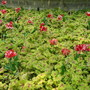 Spring bedding - Leicester Square April 2007 (Heucherella)