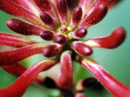 Honeysuckle close up