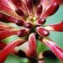 Honeysuckle close up