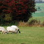 Sheep_and_cattle