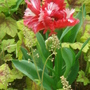 Dsc00003
