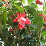 Hardy Fuchsia - Assorted