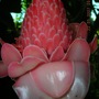 inside the Eden Project.jpg