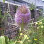 Thistle