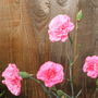 Carnation (Dianthus caryophyllus)