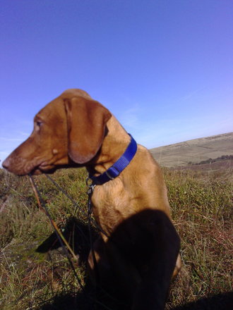 piper the hound