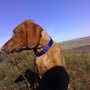 piper the hound