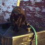 Garden "Helper"