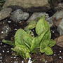Rumex acetosa