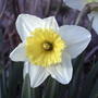White Daffodil